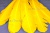 Декоративный Пучок из перьев, перо 23см/желтый - купить в Иваново. Цена: 12.19 руб.