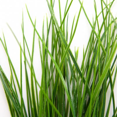 Трава искусственная -4, шт  (осока 50 см/8 см  7 листов)				 - купить в Иваново. Цена: 130.73 руб.